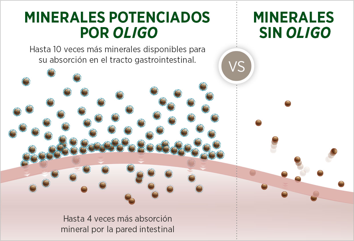 Illustration of higher absorbsion rates of Oligo-bound minerals