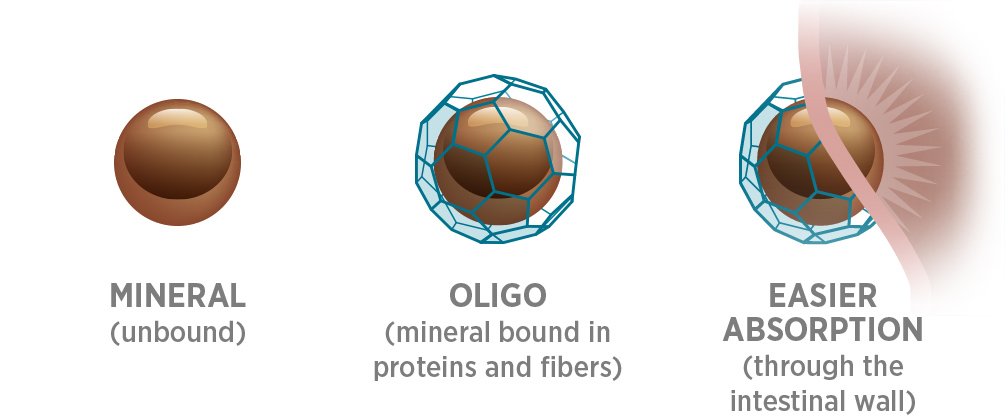 Illustration of how Oligo mineral binding improves absorbsion through intestinal wall